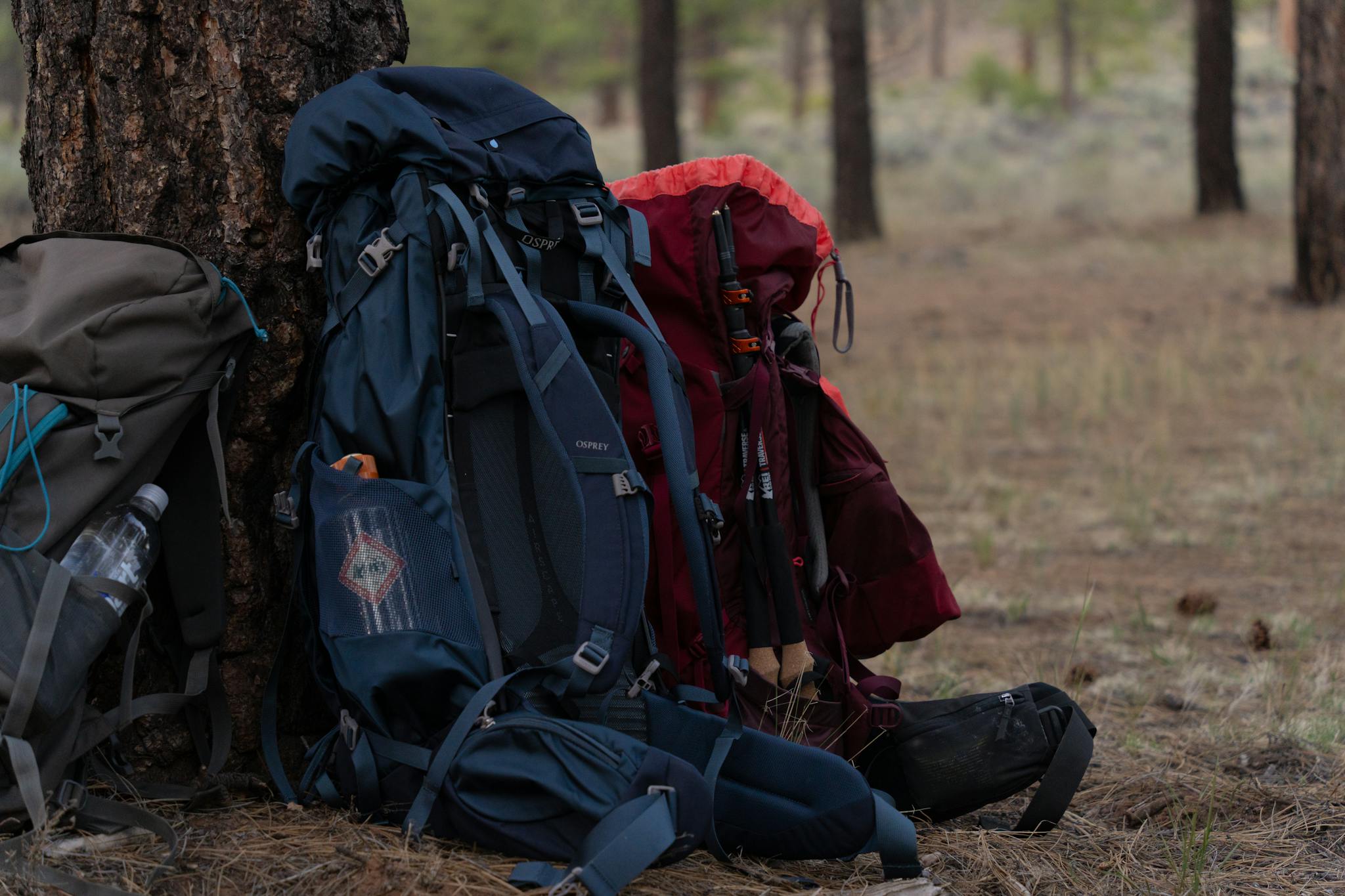 Adventure backpacks leaning against a tree in a peaceful forest campsite, ideal for hiking trips.